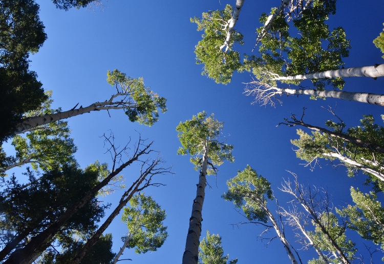 looking upward at circle of trees